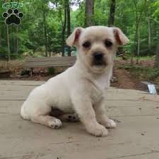 The yorkiepoo, the westiepoo, the schoodle and the whoodle. Cairn Terrier Mix Puppies For Sale Greenfield Puppies