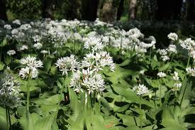 Es gibt zwei möglichkeiten, bärlauch im heimischen garten anzubauen. Barlauch Allium Ursinum Botanischer Garten Universitat Rostock