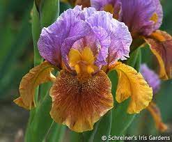 Standards Smoky Medium Orchid Fine Bronze Veins From Base Style Arms Golden Ochre Falls Gold Base Washed Rust Auburn Gold Around Bearded Iris Iris Orchids