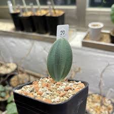 Image result for Eriospermum mackenii