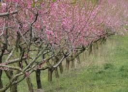 Expect fragrant clusters of white flowers in spring followed by blue fruits and purple fall color. Fruit Update Southwest Michigan Fruit Trees In Bloom Some A Month Early Mlive Com