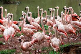 The biggest in latin america and has a great variety of animals incl. Flamingos Im Zoo Von Sao Paulo Brasilien Stockfoto Bild Von Feiertag Welt 53869480