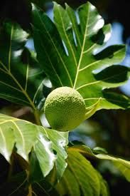 Pin By Chris Shanks On Beautiful Barbados Your Barbados Bridgetown Barbados Breadfruit Caribbean Culture