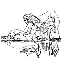 Aug 06, 2017 · click the tree frog coloring pages to view printable version or color it online (compatible with ipad and android tablets). 25 Delightful Frog Coloring Pages For Your Little Ones