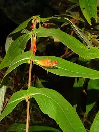 Image result for Woodfordia