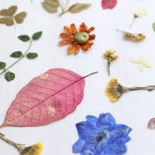 After you have done this twice, lift off the top sheet of paper to inspect the flower. How To Press Flowers Leaves Best Methods Eod