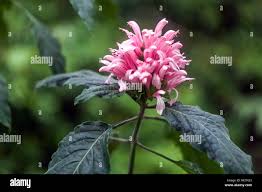 Image result for Justicia sp. A cf. engleriana