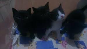 Kedi Ucretsiz Sahiplenme Home Facebook
