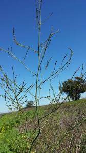 How To Find Wild Asparagus Gathering Wild Asparagus Wild Foraging Edible Wild Plants Asparagus Plant
