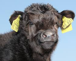 His family, both his mother's and father's, has owned the land he farms since they acquired it from the us government in the 1850s. Galloway Lowenbruch Zucht Genuss Fleisch