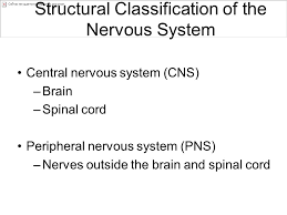 Structural Classification Of The Nervous System Ppt Download