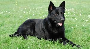 Buy or sell your german shepherd puppy in the want ad digest today. Black German Shepherds A Popular Breed In A Rare Color