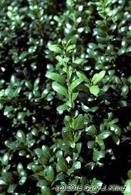 The shrub generally features rounded, glossy, dark green leaves that are only a little more than an inch long. Ilex Crenata Convexa Habit Uiplants