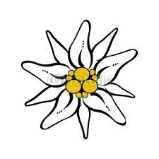 Edelweiss Flower Drawing Free Vector Download Flower Drawing Edelweiss Flower Sister Tattoo Designs