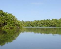 Imagen de Manglar de Tamarindo Costa Rica