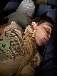Bearded Dragon Lover