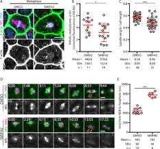 Check spelling or type a new query. Spindle F Actin Interactions In Mitotic Spindles In An Intact Vertebrate Epithelium Molecular Biology Of The Cell
