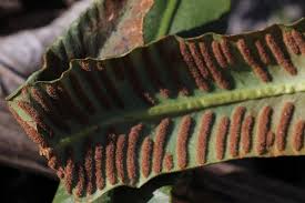 Image result for Asplenium uschiae