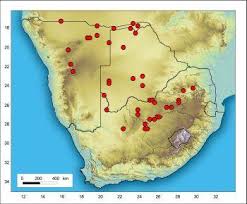 Image result for Orthanthera