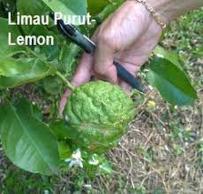 We did not find results for: Anim Agro Technology Limau Purut Lemon