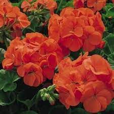 Pin On Flowers In Gardens