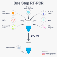 Pcr has many uses, diagnostic, forensics, cloning, and more. Rt Pcr Can Be Performed In A One Step Or Everything About Biotech Facebook