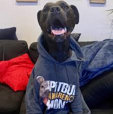 Puppy training is essential for dog owners. Pooch Club South Loop Home Facebook
