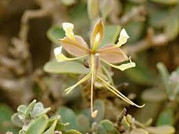 Image result for Cadaba farinosa