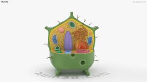 The article discusses how tubulin molecules, which make up microtubules, in plant cells can be. 360 View Of Plant Cell 3d Model Hum3d Store