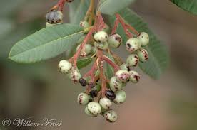 Image result for Ozoroa paniculosa