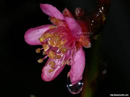 Are you searching for spring flowers screensavers wallpaper? Download Spring Flowers 2 Screensaver 1 0