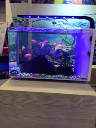 Jbj Rimless Desktop Aquarium Series Aquariumstoredepot Desktop Aquarium Aquarium Biotope Aquarium
