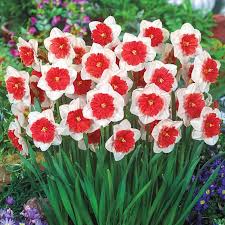Riot Daffodil | BrecksBulbs.ca