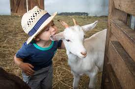 Maybe you would like to learn more about one of these? Best Animal Farms For Children In Melbourne Small Ideas