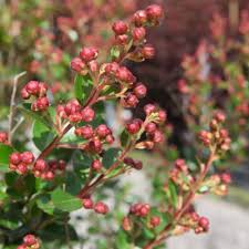 Image result for Chlorophytum krookianum