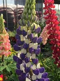 Maybe you would like to learn more about one of these? Perennial Flowers And Plants In Denver Co