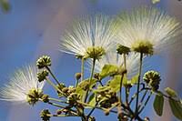 Image result for Albizia isenbergiana