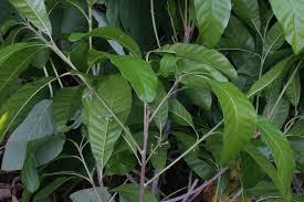 Image result for Pouteria pseudoracemosa