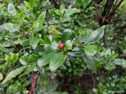 Image result for Rhamnus prinoides