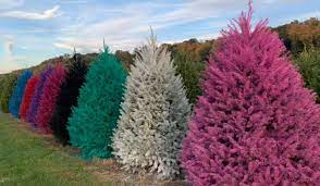 Maybe you would like to learn more about one of these? You Can Buy Colorful Rainbow Christmas Trees At This Farm In New Jersey Secret Nyc