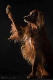 Me Me Please Pick Me Chiens Setter Irlandais Chien Setter Setter Irlandais