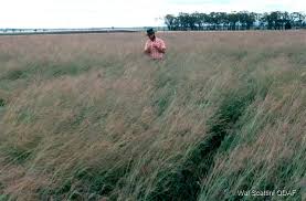 Image result for Digitaria seriata