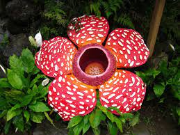 Rafflesia The World S Largest Bloom World Of Flowering Plants Flower Pot Design Strange Flowers Flower Pots