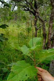 Image result for Equilabium viphyense