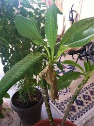 Pin On Annual Plants