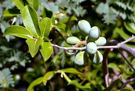 Image result for Grewia inaequilatera