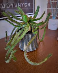 Image result for Euphorbia davyi