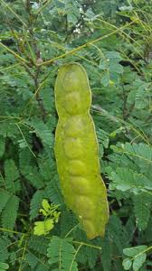 Image result for Entada chrysostachys