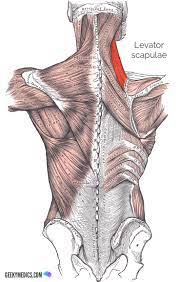 By acknowledging how the back muscles function, we can train them more strategically. Superficial Back Muscles Anatomy Geeky Medics