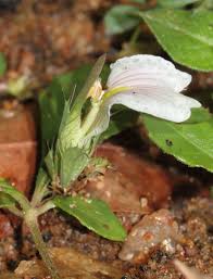 Image result for Blepharis maderaspatensis